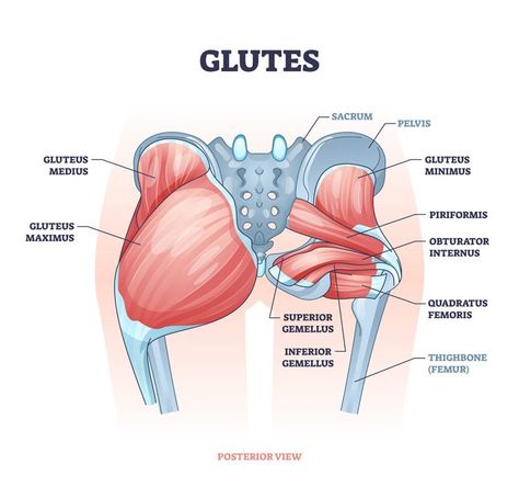 Strong Glutes Program How To Massage Glutes, Side Lunges For Glutes, Glutes Muscles Anatomy, Hamstrings Anatomy, Glute Muscles Anatomy Exercise, Gluteus Minimus Exercises, Upper Glute Exercises, Body Muscle Anatomy, Glute Muscles