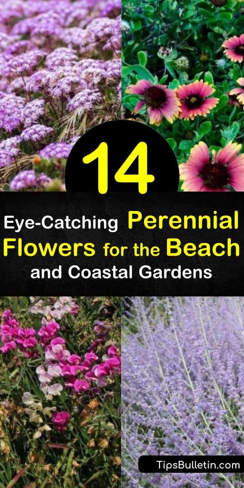 14 Eye-Catching Perennial Flowers for the Beach and Coastal Gardens Salt Tolerant Plants Coastal Gardens, Coastal Landscaping Ideas, Beach House Landscaping, Beach House Garden, Coastal Landscaping, Russian Sage, Coastal Cottage Style, Florida Landscaping, Coastal Garden