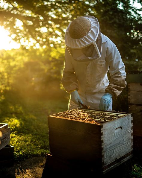 Agritourism Farms, Langstroth Hive, Honey Photography, Golden Hour Photography, Bee Boxes, School Murals, Bee Farm, Bee Keeper, Bee Pollen