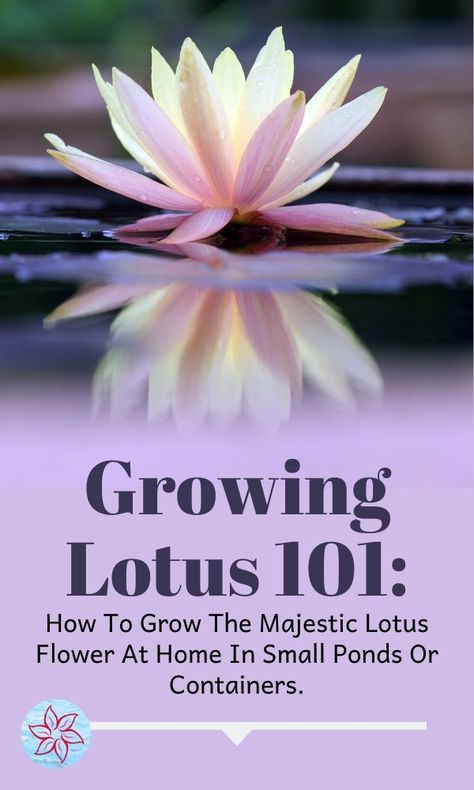 Nature, Diy Lotus Pond, Lotus House Plant, Lotus Flower In Pond, Lotus Bowl Garden, How To Grow Lotus Seeds, Growing Lotus Indoors, Bowl Lotus Plant, Indoor Lotus Plant