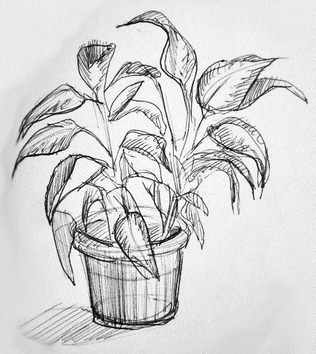 Get Better At Drawing, Drawing Plants, Plant Sketches, Portraits Of People, Seni Vintage, Pen Art Drawings, Fun To Draw, Easy Drawings Sketches, My Sketchbook