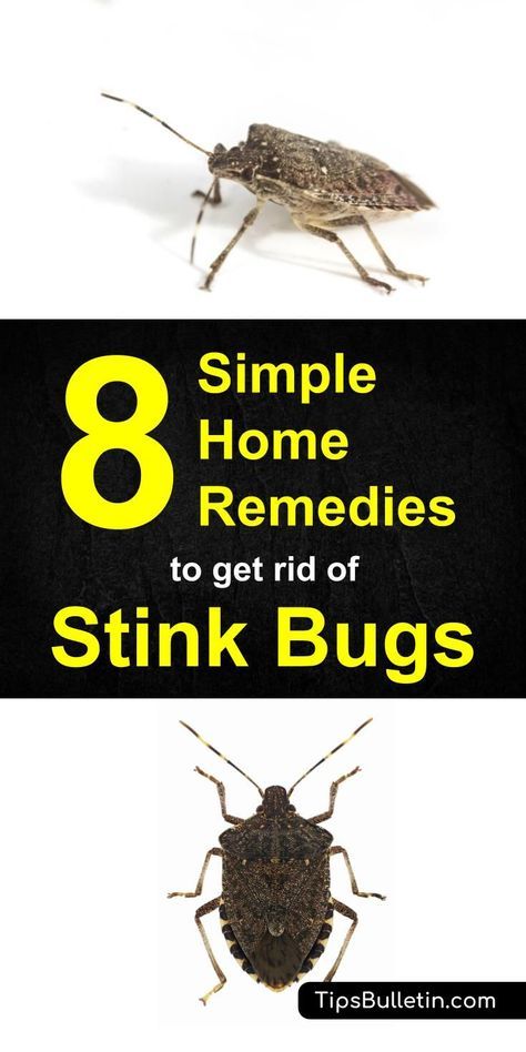 Are stink bugs a problem in your home? You can deal with these odorous insects. Check out this guide for 8 Home Remedies to Get Rid of Stink Bugs. Clean Baking Pans, Stink Bugs, Bug Killer, Cleaning Painted Walls, Cleaner Recipes, Vinegar Cleaning, Deep Cleaning Tips, Bug Repellent, Kitchen Cleaning Hacks