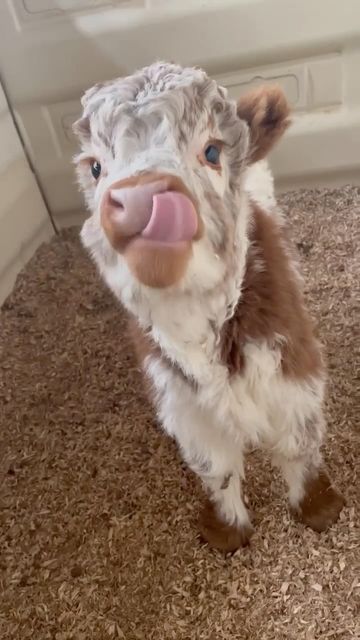 Kawaii, Teacup Mini Cow, Fluffy Miniature Cows, Mini Cows Fluffy, Miniature Fluffy Cow, Cute Highland Cows, Mini Highland Cow Pets, Baby Fluffy Cows, Fluffy Mini Cow