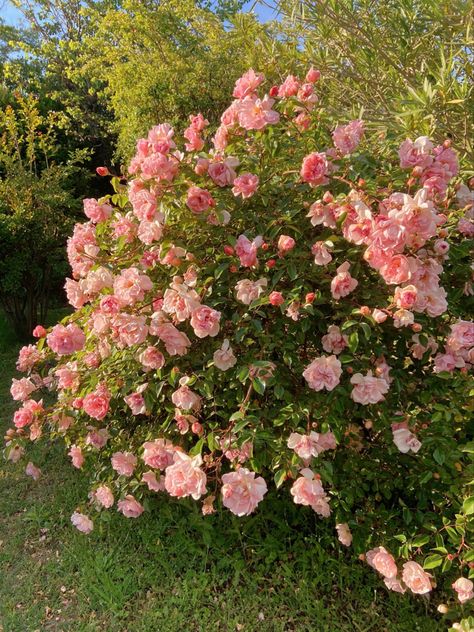 Rose Bushes Aesthetic, Rose Bush Aesthetic, Rose Bush Garden, Jen Deluca, Pink Rose Bush, Roses Bush, Fantasy Farm, Centifolia Rose, Bush Garden