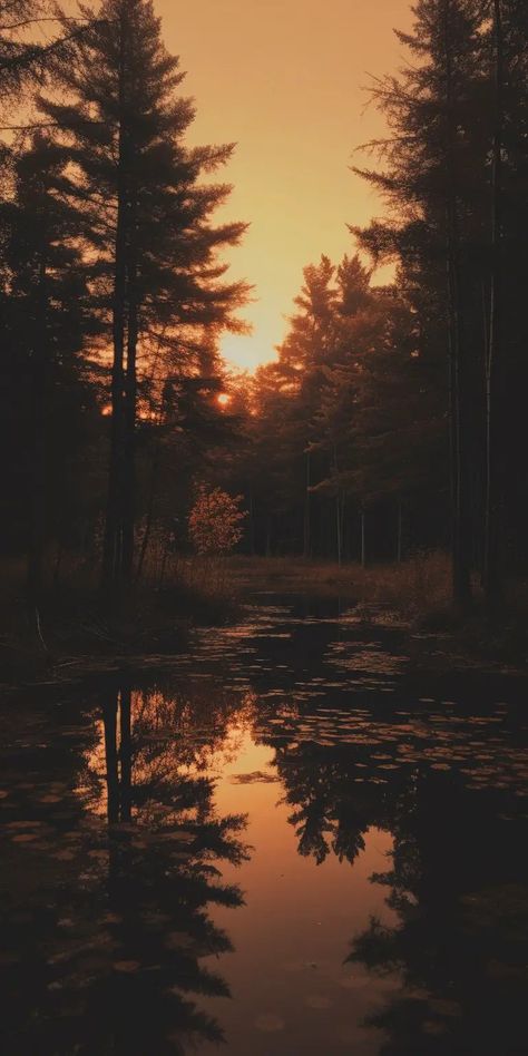 100+ Gorgeous Free Fall Phone Wallpapers - Days Inspired Cozy Nature Wallpaper, Forest In Autumn, Outside Aesthetic Pictures, Natural Asthetic Picture, Fall Photo Aesthetic, Forest Sunset Aesthetic, Cute Nature Backgrounds, Pretty Nature Wallpapers, Eloise Wallpaper