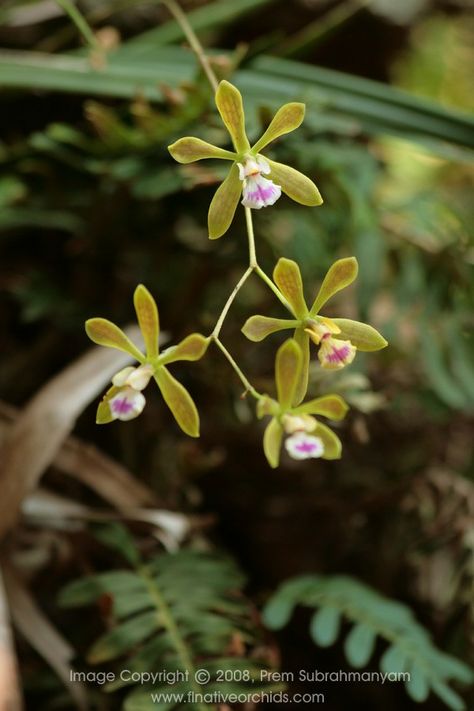Florida Butterfly Orchid  [Encyclia tampensis] (Photo flnativeorchids.com) Butterfly Orchid, Florida Garden, Wild Orchid, Air Plants, Just Giving, Full Hd, My Images, Orchids, Nativity