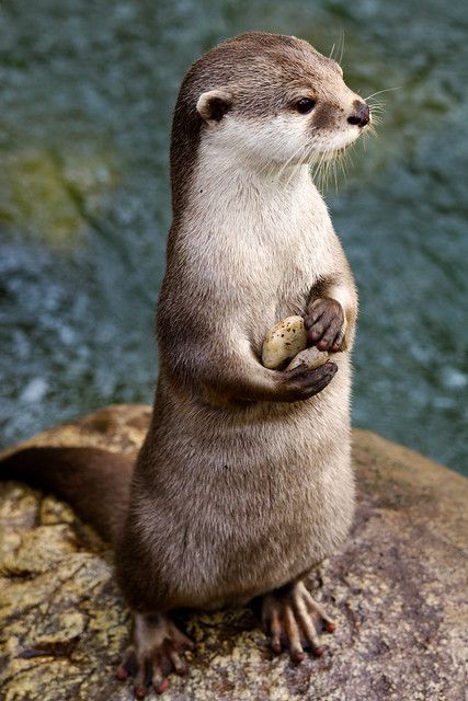 Regard Animal, Cute Otter, Otters Cute, Psy I Szczenięta, Silly Animals, Cute Wild Animals, Cute Animal Photos, Cute Creatures, Nature Animals