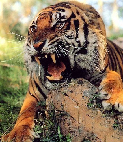 Rearest Tiger on Twitter: "Roaring tiger… " Tiger Photography, Angry Tiger, Tiger Roaring, Angry Animals, Tiger Love, Tiger Pictures, Big Cats Art, Wild Creatures, Tiger Art