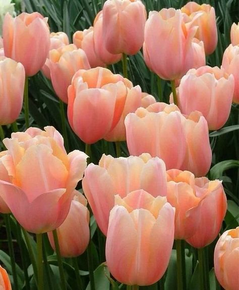 54 Types of Tulip Varieties | Best Tulips for Gardens | Balcony Garden Web Upcycling, Nature, Flower Landscaping, Types Of Tulips, Garden Wall Decoration, Tulips Flower, Creative Garden Decor, Flower Bulb, Aesthetic Floral