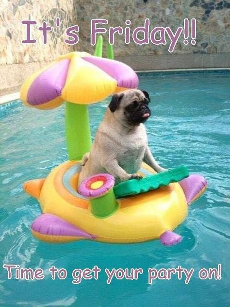 Its Friday Time To Get Your Party On friday happy friday tgif good morning… Pug Puppies, Pug Life, Pugs And Kisses, 강아지 그림, Fox Terriers, Pugs Funny, Cute Pugs, Pug Love, 귀여운 동물