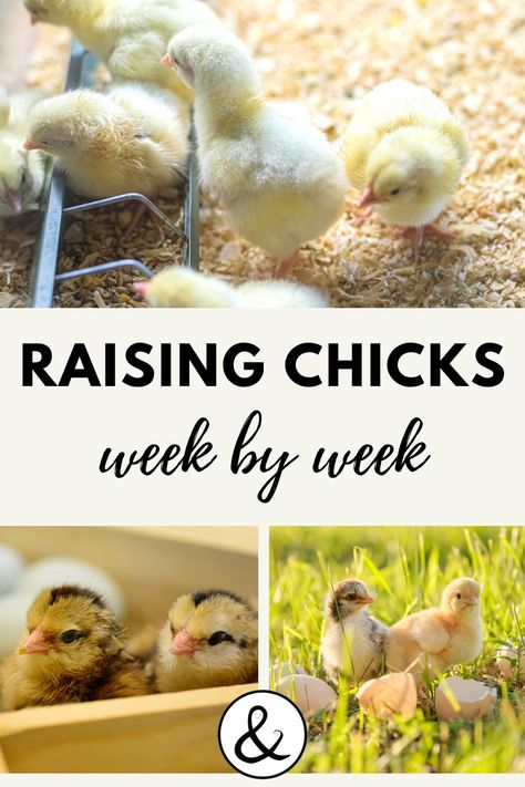 Raising Chicks Week By Week, Chicks For Beginners, Homestead Management, Yard Chickens, Farm Facts, Chicken Raising, Backyard Animals, Raising Chicken, Baby Chicks Raising