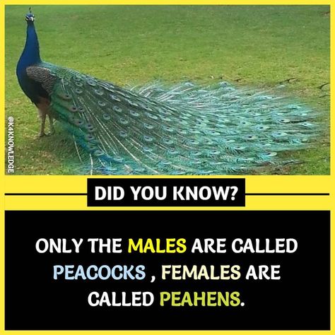 Humour, Female Peacock, Wierd Facts, Physiological Facts, Interesting Science Facts, Brain Facts, Fun Facts About Life, True Interesting Facts, Interesting Facts About World