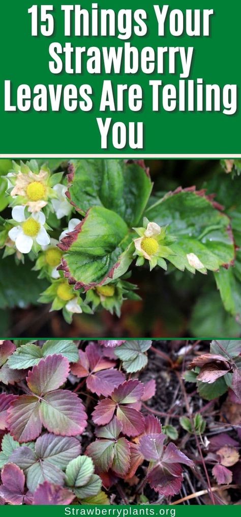 Permaculture, Strawberry Plant Ideas, Strawberry Plant Diseases, Everbearing Strawberry Plants, Strawberry Plants Care, How To Prune Strawberry Plants, How To Care For Strawberry Plants, Strawberry Supports Diy, Strawberry Planting Ideas