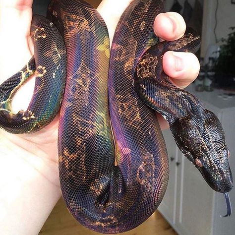 "Limited Edition LV Snake" 🐍✨ 📸:@elli.acula Cool Snakes, Pretty Snakes, Snake Lovers, Cute Snake, Cute Reptiles, Pet Snake, Beautiful Snakes, Funny Animal Photos, Ball Python