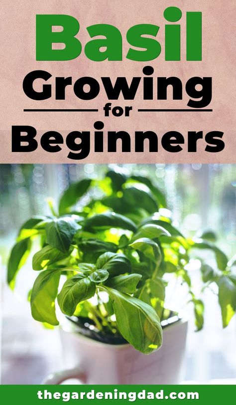 Grow Basil Indoors, Growing Basil Indoors, Grow Basil, Harvesting Basil, Easy Herbs To Grow, Basil Herb, Growing Herbs Indoors, Growing Basil, Basil Seeds