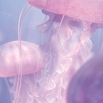 Jellyfish | Pixar Wiki | Fandom Finding Nemo, Chocolate Cat, Pink Jellyfish, Princess Jellyfish, Mermaid Aesthetic, Minor Character, Marine Animals, Ocean Creatures, Foto Inspiration