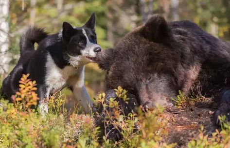 Karelian Bear Dog & King of the Forest - Imgur Service Dogs Breeds, Bear Dogs, King Of The Forest, Types Of Dogs Breeds, Karelian Bear Dog, Police Canine, Different Types Of Dogs, Forest Brown, Hunting Pictures