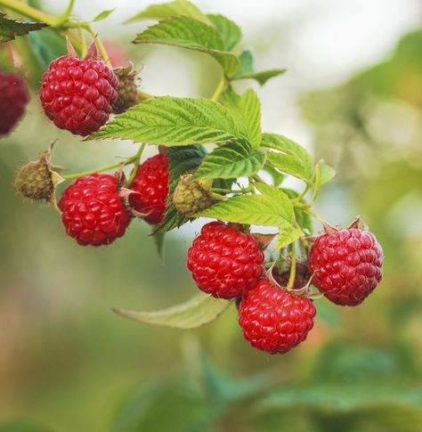 Fruit Garden, Strawberry Seeds, Plants Under Trees, Raspberry Plants, Types Of Berries, Strawberry Seed, Wild Strawberry, Wild Strawberries, Fruit Plants