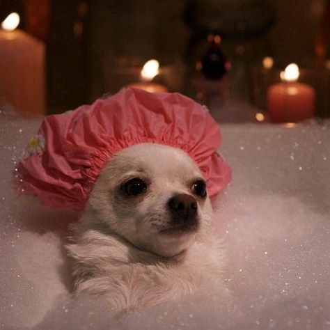 14 Cute Photos Of Chihuahuas Bathing In The Water Foto Meme, Skincare Blogger, Cant Stop Thinking, Happy Skin, Cute Memes, Cute Photos, Cute Puppies, Chihuahua, How To Introduce Yourself