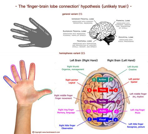 The finger-brain lobe hypothesis: unlike true. Multiple Intelligence Test, Brain Lobes, Existential Therapy, Brain Yoga, Transition Ideas, Occipital Lobe, Multiple Intelligence, Girl Number, Brain Mapping