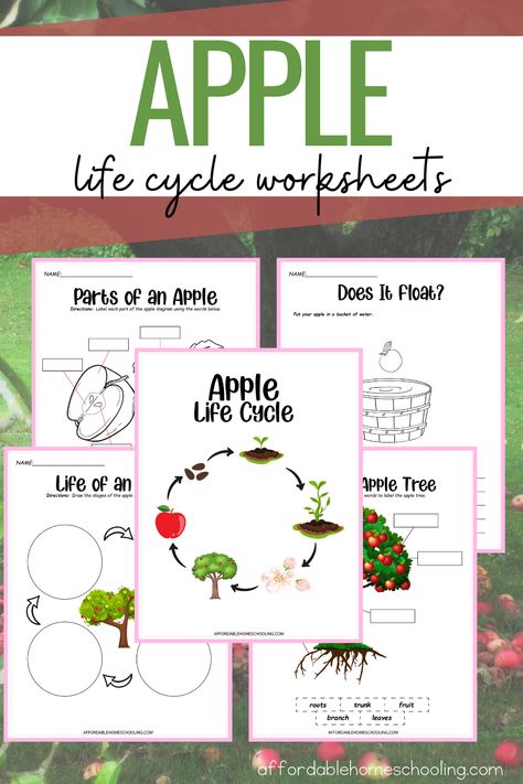 Apple Life Cycle Craft, Autumn Homeschool, Apple Theme Classroom, Apple Lesson Plans, Apple Tree Life Cycle, Life Cycle Of An Apple, Tree Worksheet, Life Cycles Kindergarten, Life Cycle Worksheet