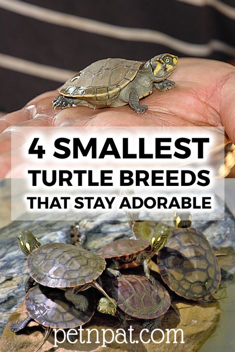 4 Smallest Turtle Breeds Guaranteed To Stay Adorable Forever!  #turtles #pets #animals #aquarium Turtle Pet Care, Small Turtle Tank Ideas, Turtle Tank Ideas Small, Water Turtle Tank Ideas Indoor, Red Slider Turtle Tank Ideas, Pet Turtle Tank Aesthetic, Water Turtle Habitat Ideas, Aquatic Turtle Habitat Ideas Indoor, Turtle Cage Ideas