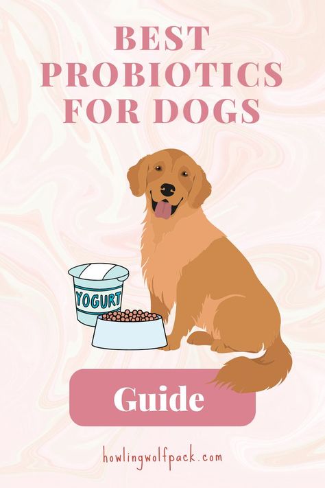 Natural Supplements For Dogs, Probiotic Food For Dogs, Diy Dog Probiotic, Dog Probiotics Natural, Probiotic For Dogs Diy, Probiotics For Dogs Diy, Gut Health For Dogs, Probiotic Dog Treat Recipe, Diy Probiotics For Dogs