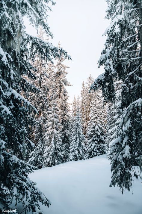 View of a snowy forest  | premium image by rawpixel.com / Luke Stackpoole Iphone Instagram Story, Winter Forest Background, Pine Tree Drawing, Pine Tree Painting, Snowy Christmas Tree, Pine Trees Forest, Snow Forest, Iphone Instagram, Snow Tree