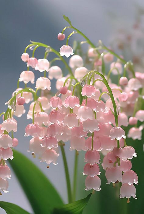 Pretty Flowers Pictures, Blossom Wallpaper, Lily Of The Valley Flowers, Flowers Images, Theme Pictures, Valley Flowers, Nothing But Flowers, Flower Therapy, Rare Flowers