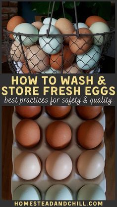 Washing Chicken Eggs, How To Wash Fresh Eggs, Chicken Coop Food Ideas, Chicken Coop Quotes, How To Store Chicken Eggs, Washing Fresh Eggs, How To Wash Eggs, Storing Farm Fresh Eggs, Raising Backyard Chickens For Beginners