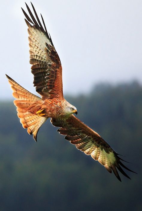 Red Kite. These birds are incredibly fast and agile and they use their large fan-shaped forked tails to provide steering. Scotland, Red Kite, Red