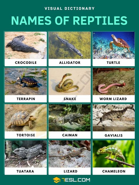 Reptiles Reptile Pictures, Types Of Reptiles, Pictures Of Reptiles, Amphibians Animals, Animals List, Earth Animals, Animal Infographic, Ecology Design, Animal Flashcards