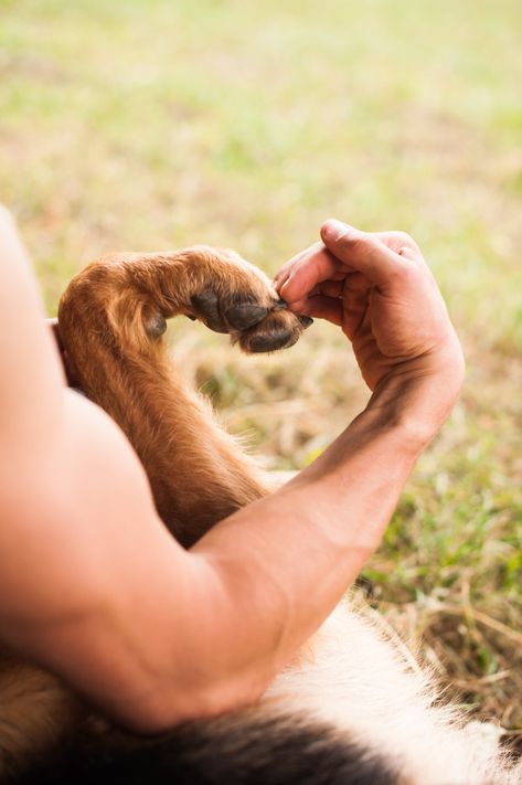 Human and dog make heart shape with his hands and paw Premium Photo Ducks, Dog Smells, Older Dogs, Negative Emotions, Big Smile, Pet Parent, Special Person, Quality Time, Dog Love