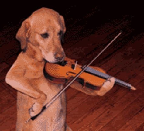 Community Post: Introducing... The Animal Orchestra! Humour, Cat Playing The Violin, Cat With Violin, Animals With Instruments, Violin Case Ideas, Violin Profile, Violin Pfp, Animal Playing Instrument, Cat Playing Instrument