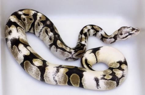 Chameleon Ball Python? Salamanders, Python Regius, Cool Snakes, Pretty Snakes, Reptile Room, Ball Python Morphs, Snake Lovers, Python Snake, Cute Snake