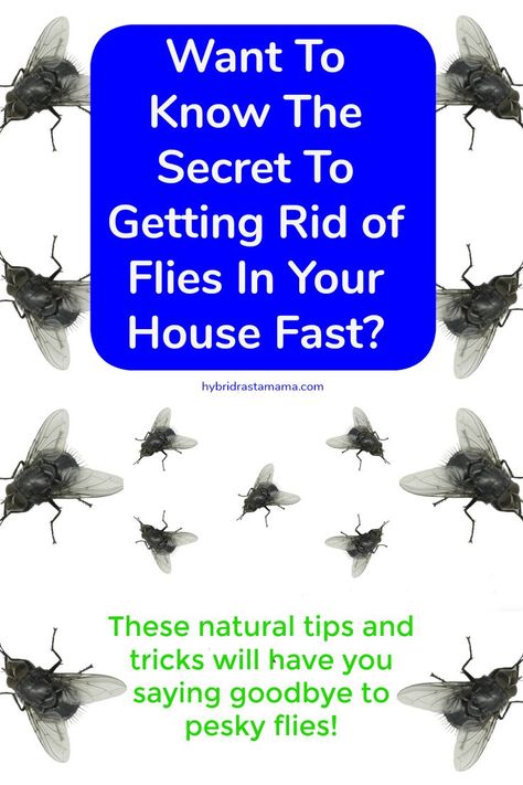So you want to get rid of flies in your house fast! I not only know the best natural ways to kill houseflies but I also have some secret fly repellent tips. Check this post out today and say goodbye to pesky flies! #flies #insectrepellent #bugspray  #naturalpestcontrolFrom HybridRastaMama.com How To Trap Flies In The House, How To Get Rid Of House Flies, Fly Deterrent Inside, Rid Of Flies In House, How To Get Rid Of House Flies Inside, Flies In House Get Rid Of, How To Get Rid Of Flies In The House, How To Get Rid Of Flies Outside, Flys In The House