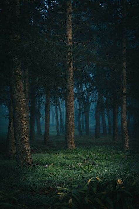 Waterfall Background, Forest Mist, Forest At Night, Scary Backgrounds, Forest Village, Scary Photos, Mountain Landscape Photography, Picture Tree, Forest Background