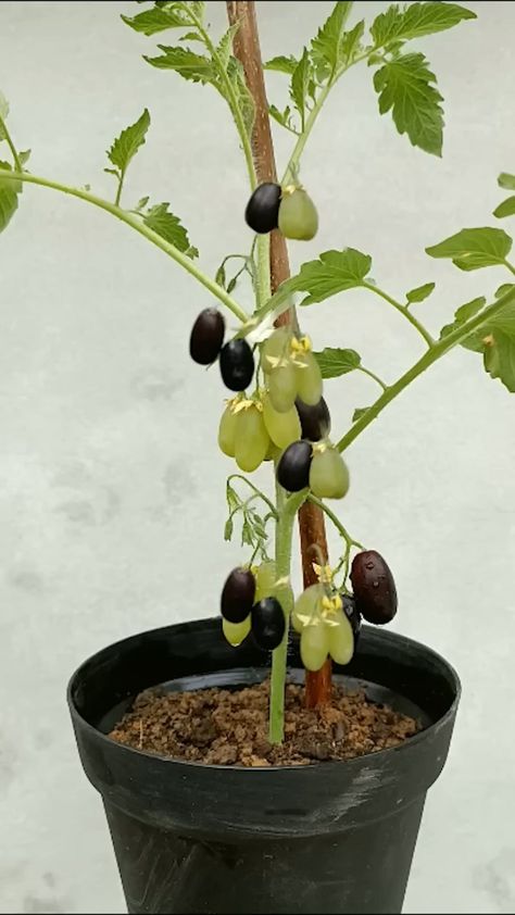 Grow grapes in tomato tree grow grapes 🍅 #growing #planting #flowerplant #anthurium #plantingroots #roses | Zeder | Zeder · Original audio Fruit Planting, Tomato Tree, Grow Grapes, Grafting Plants, Grape Plant, Small Vegetable Gardens, Planting Ideas, Vegetable Garden Planning, Indoor Vegetable Gardening