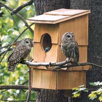 Owl Nest Box, Owl Box, Bat Houses, Bird House Feeder, Bird House Plans, Screech Owl, Barred Owl, Bird Houses Diy, Bird Boxes