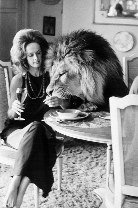 Tippi Hedren - Mirror Online Foto Scale, Pet Lion, Tippi Hedren, Regnul Animal, Animal Activist, Melanie Griffith, Cat People, Weird Pictures, Curated Vintage