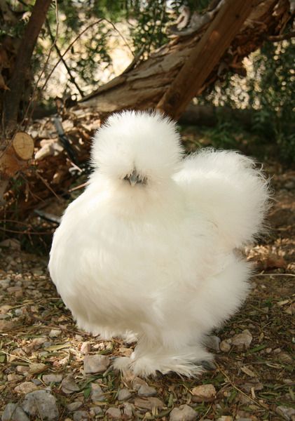 Silky Chickens, Silkie Bantam, Brahma Chicken, Fluffy Chicken, Bantam Chickens, Fancy Chickens, Silkie Chickens, Beautiful Chickens, Cute Chickens