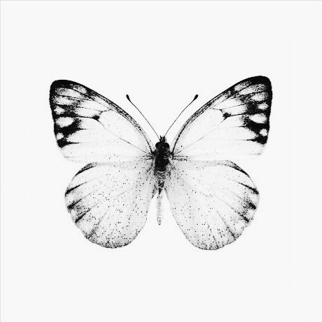 Tattoo Patterns, Minimalistic Lifestyle, Borboleta Tattoo, Butterfly Tattoos Images, Baby Tattoo Designs, Butterfly Black And White, Surreal Tattoo, Monochrome Black And White, Small Quote Tattoos