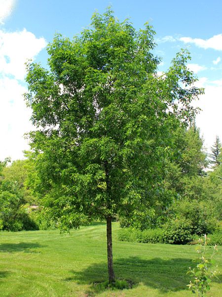 Green Ash Tree Facts | Green Ash for sale - TreeTime.ca Zone 3 Trees, Pool Trees, Green Ash Tree, Best Shade Trees, Tree Facts, Fast Growing Shade Trees, Quaking Aspen, Trees For Front Yard, Tree Seedlings