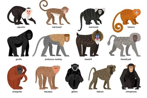 13 Different Types of Monkeys from Around the World Nature, Different Types Of Monkeys, Monkey Breeds, Monkey Types, Monkey Species, Monkey Names, Marmoset Monkey, Macaque Monkey, Types Of Monkeys