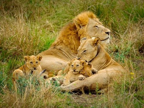 Natal, Shaka Zulu, Lazy Animals, Lion Lioness, Lion Couple, Lion Cubs, Female Lion, Lion Family, Wild Animals Photography