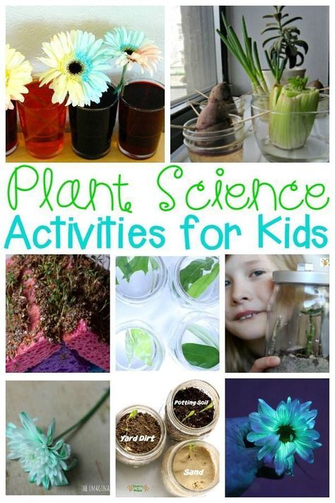 Kids will love learning about plants with these hands-on plant activities! Learn about seed sprouting, soil conditions, how plants breathe, and more! #plants #plantscience #scienceforkids #flowers #kidsgarden #flowerscience #kindergarten #preschool Gardening With Kids, Plant Science Activities, Plants Kindergarten Activities, Plants Science Activities, Flower Science, Plant Experiments, Plants Kindergarten, Plant Activities, Planting For Kids