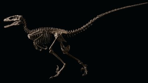 Rare Skeleton Of Dinosaur That Inspired The Velociraptor From ‘Jurassic Park’ Sells For $12.4 Million Velociraptor Skeleton, Tyrannosaurus Rex Skeleton, Dino Art, All Dinosaurs, Dinosaur Skeleton, Dinosaur Bones, Special Images, Dinosaur Fossils, Surprising Facts