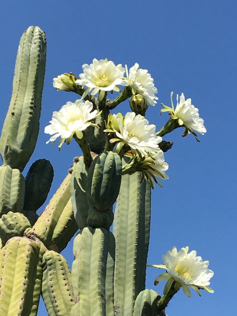 San Pedro Cactus  Trichocereus pachanoi Nature, San Pedro Cactus Tattoo, Cactus Reference, Saguaro Cactus Flower, Cactus Photoshoot, Desert Plants Landscaping, Cactus With Flowers, Cactus Aesthetic, Pretty Cactus