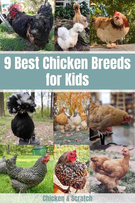 Cool Chicken Breeds, Kinds Of Chickens Hens, Best Pet Chicken Breeds, Backyard Chicken Breeds, Cutest Chicken Breeds, Cute Chicken Breeds, Fluffy Chicken Breeds, Egg Laying Chickens Breeds, Different Kinds Of Chickens