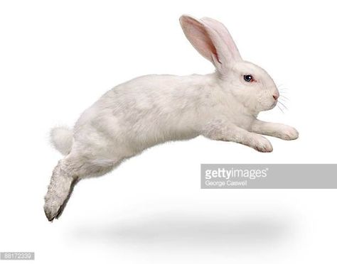 Rabbit Stock Photos and Pictures | Getty Images Rabbit Anatomy, Bunny Hopping, Bunny Jump, Rabbit Pose, Rabbit Jumping, Angry Animals, Rabbit Pictures, Rabbit Photos, Rabbit Run